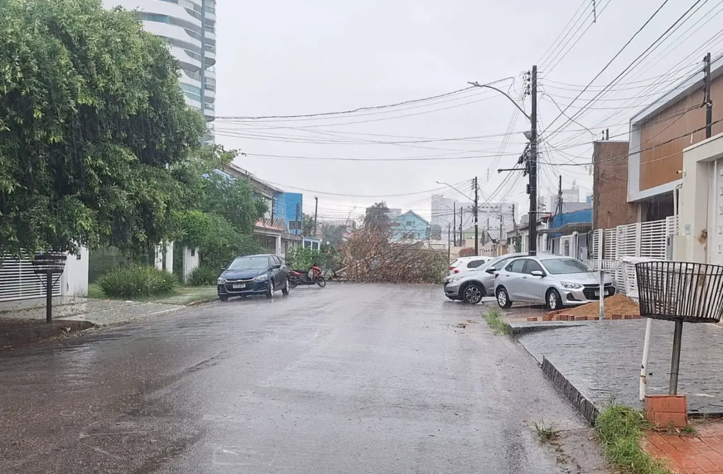 Aumento do alerta para queda de árvores em Porto Velho devido ao período chuvoso