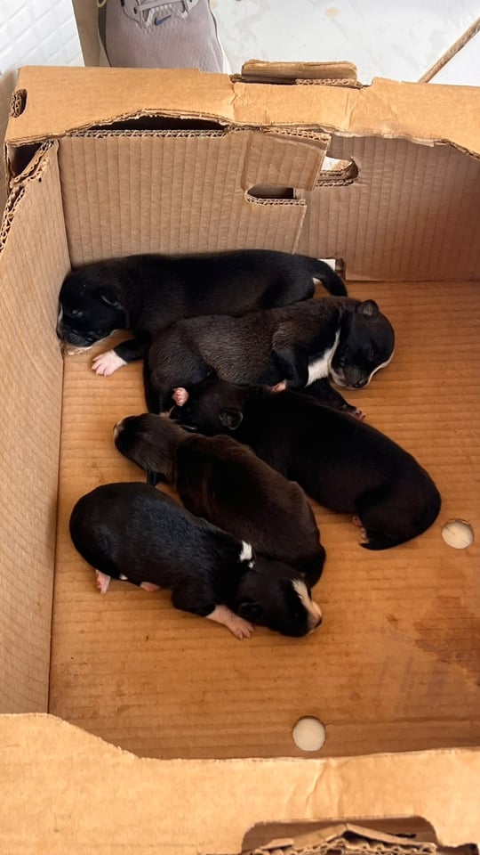SEIS FILHOTES ABANDONADOS EM CAIXA SÃO RESGATADOS EM PORTO VELHO