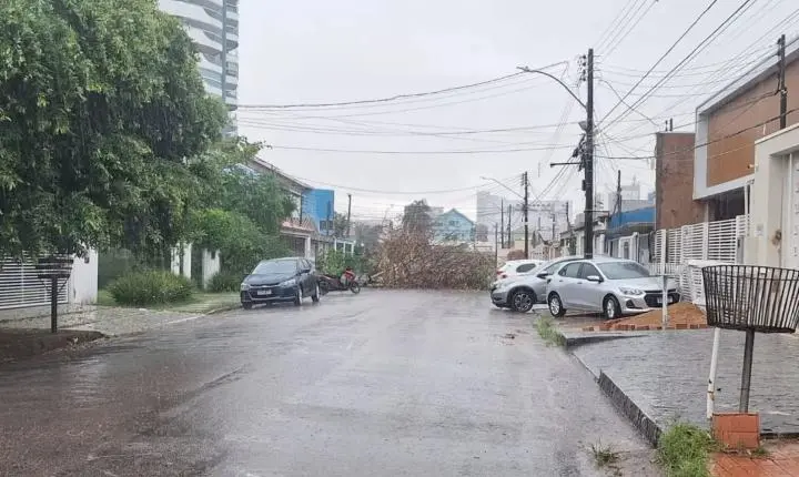 Aumento do alerta para queda de árvores em Porto Velho devido ao período chuvoso